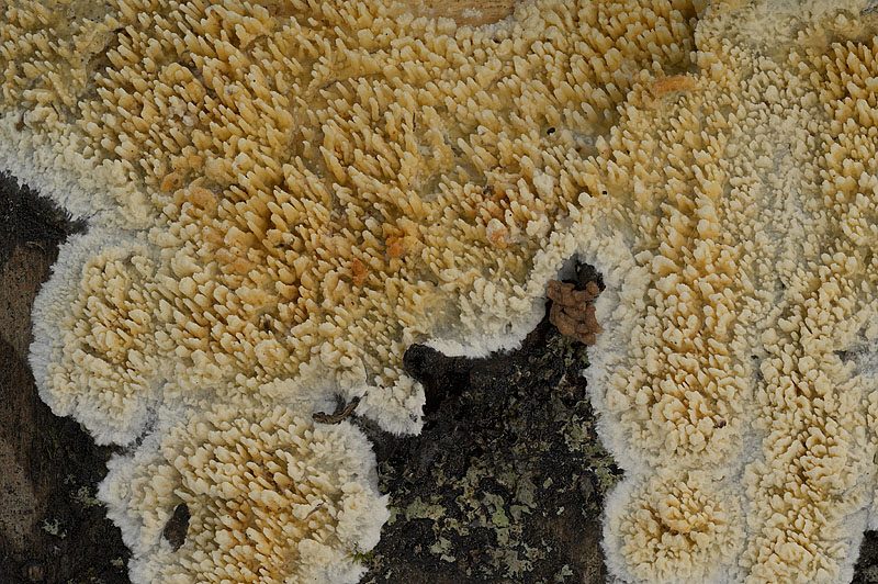 Basidioradulum radula